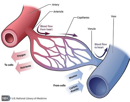Blood Flow Diagram